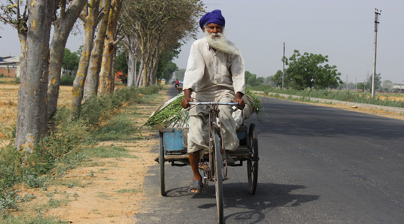 Man Old Tree Road Highway Greenery Green Punjab