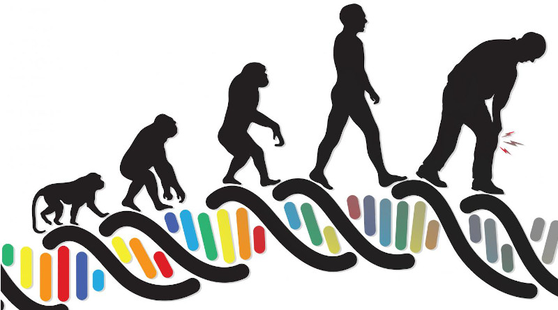 A visual riff on the classic illustration, "March of Progress," highlighting the evolution of knee osteoarthritis. CREDIT: Tasha McAbee, Department of Orthopedics at Boston Children's Hospital.[https://creativecommons.org/licenses/by/2.0/legalcode], image slightly edited for sizing