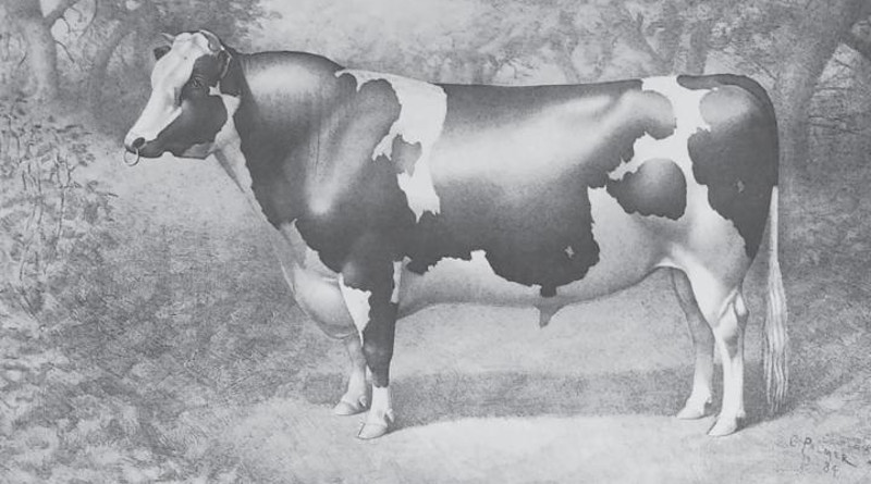 Picture of Netherland Prince from the Holstein Herd-Book, Vol. 8, 1885. CREDIT: Holstein Breeders Association of America, 1885