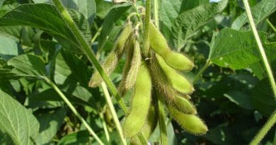 Spybean bean Soy Hairs Pods End Of Summer Plants Glycine Max