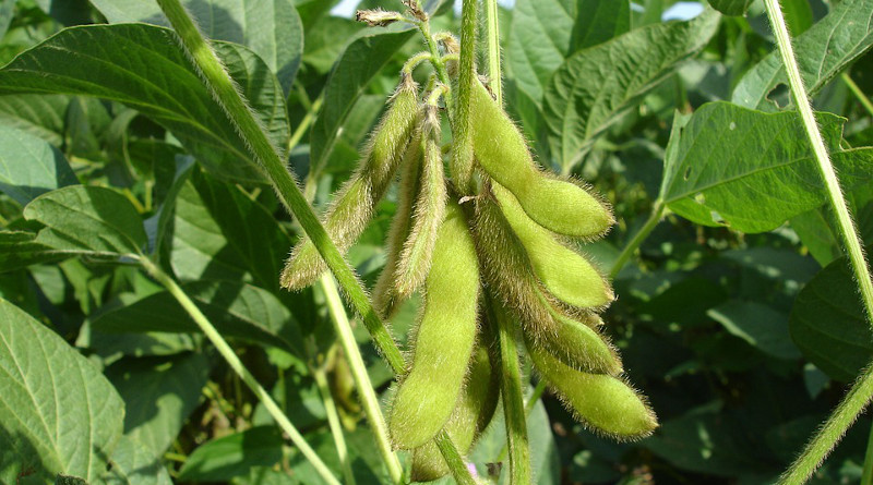 Spybean bean Soy Hairs Pods End Of Summer Plants Glycine Max