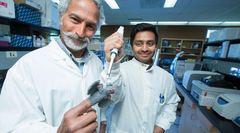 USask researcher Vikram Misra (left) and former PhD student Arinjay Banerjee posing with a bat finger puppet. CREDIT Dave Stobbe for the University of Saskatchewan.