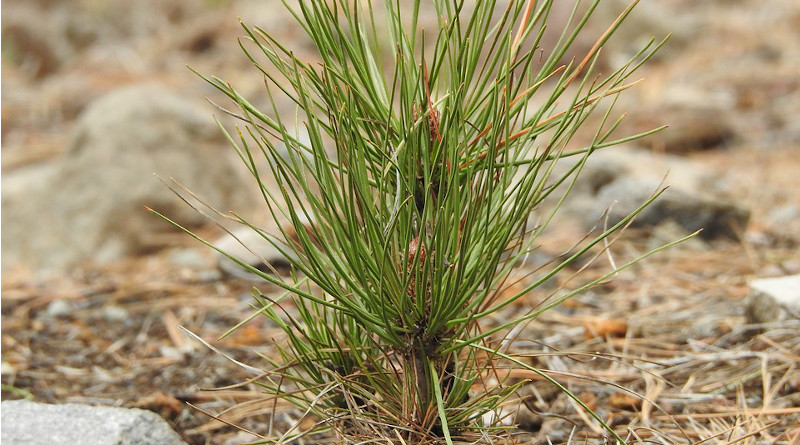 Plant Seed Pine Green Nature Seedlings Sprout