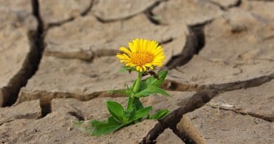 Resistance Flower Life Crack Desert Drought Survival