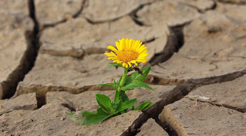 Resistance Flower Life Crack Desert Drought Survival