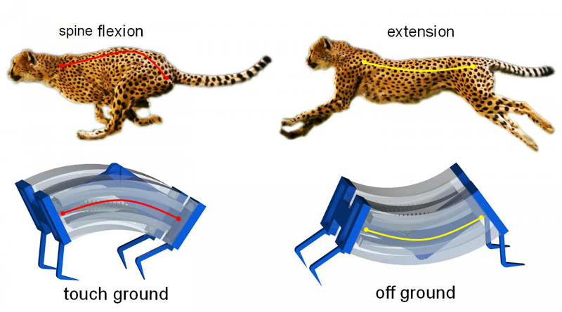 Inspired by the biomechanics of cheetahs, researchers have developed a new type of soft robot that is capable of moving more quickly on solid surfaces or in the water than previous generations of soft robots. CREDIT Jie Yin, NC State University