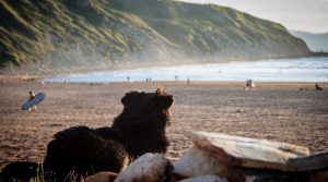 Dog Spain Beach Pet Quadruped Animal World Rock