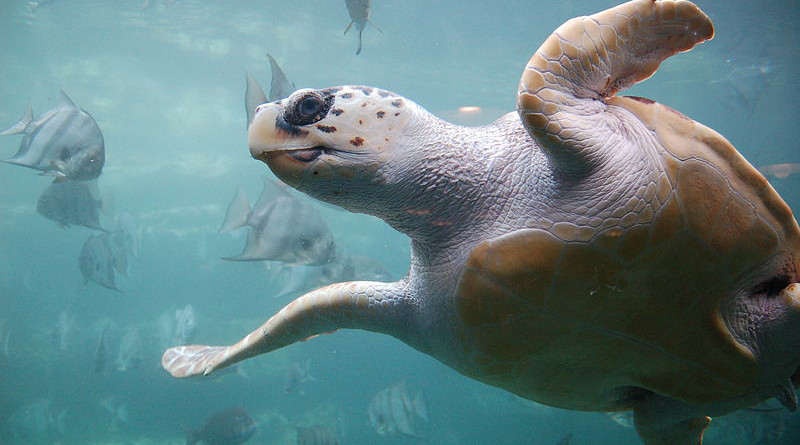 Example of Loggerhead Sea Turtle. Photo Credit: ukanda, Wikipedia Commons
