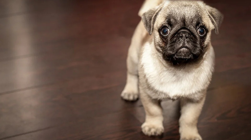 Pug Puppy Dog Animal Cute Brown Dog Brown Animals