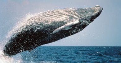 Humpback Whale Jumping Breaching Ocean Mammal