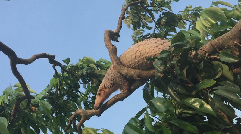 A Malay pangolin climbing a Lychee tree. CREDIT: Jinping Chen
