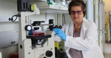 Dr. Eleanor Fish working in her lab at University Health Network, Toronto. CREDIT: University Health Network