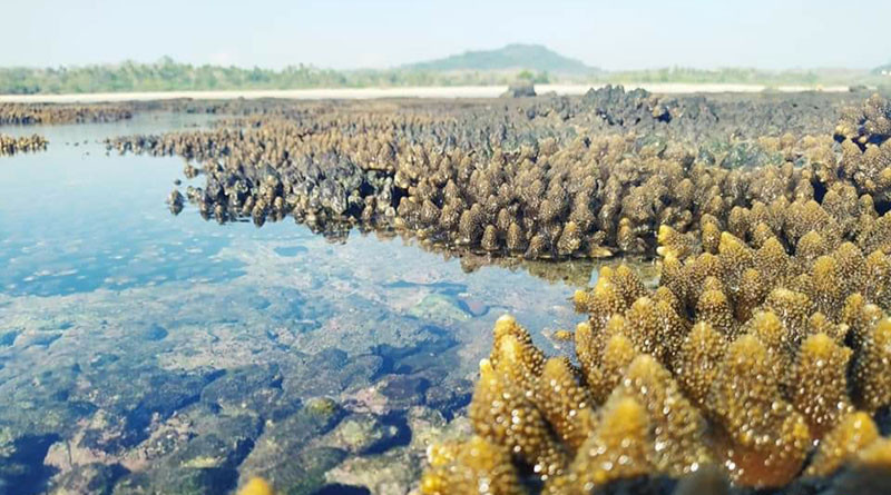 Coral reef off the coast of Pyin Kauk village in Manaung Township, Arakan State, Myanmar. Photo Credit: DMG