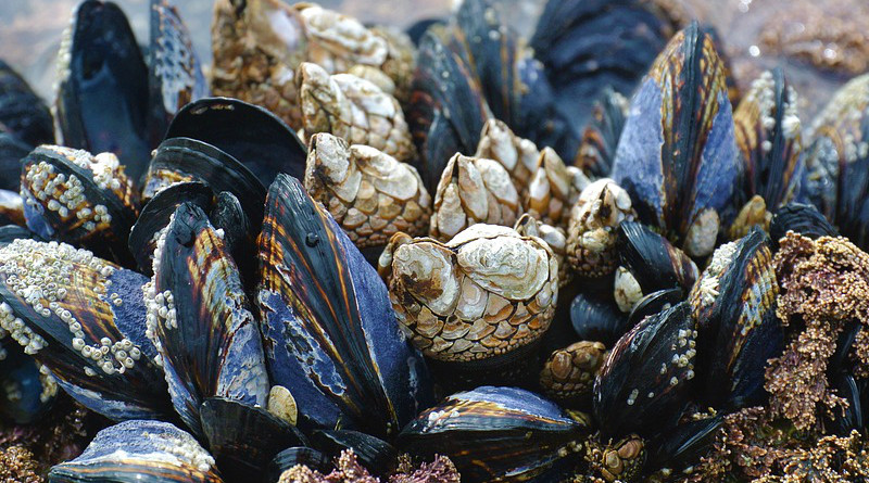 Mussels Ocean Beach West Coast Vancouver Island