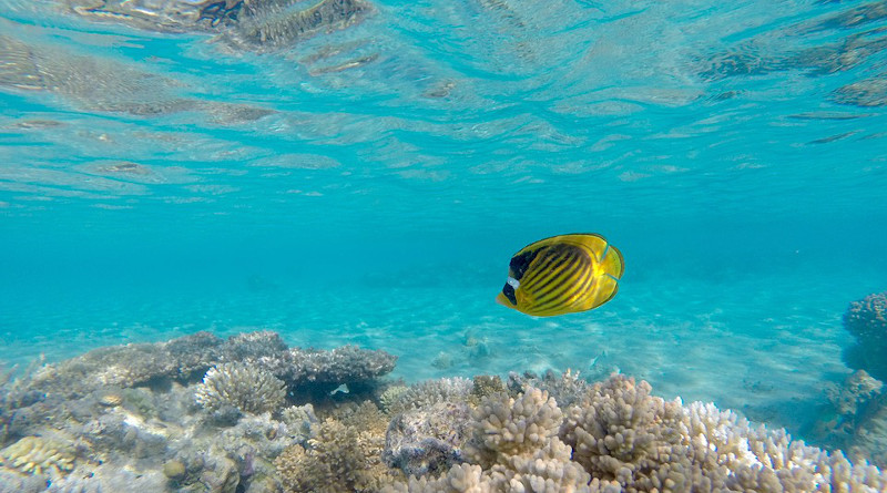 Coral Reef Angelfish Underwater Sea Underwater World Fish