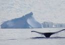 Whale Antarctica Sea Nature Humpback Whales Snow