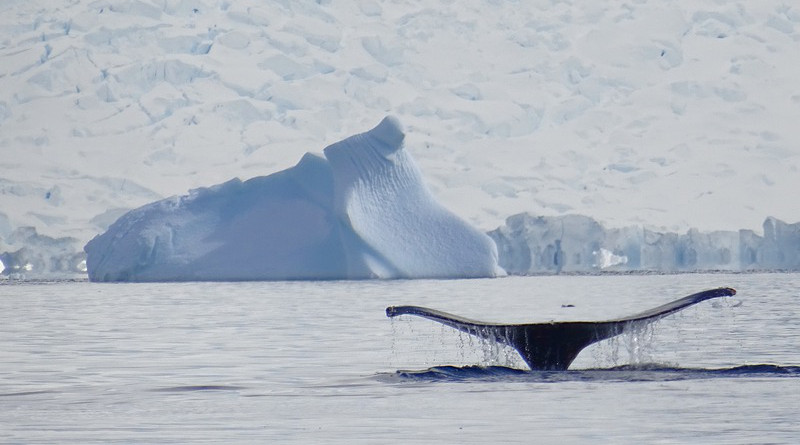 Whale Antarctica Sea Nature Humpback Whales Snow