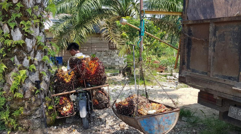 Around half of the palm oil used worldwide is produced by small farmers. Transport of the harvested oil palm fruits to a collection point in Indonesia. CREDIT: K T Sibhatu