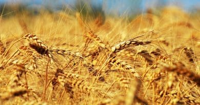 Grain Barley Cereal Harvest Maturation Growth
