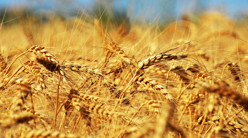 Grain Barley Cereal Harvest Maturation Growth