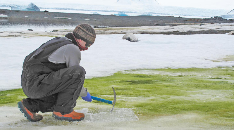 Dr. Matt Davey sampling snow algae at Lagoon Island, Antarctica. CREDIT: Sarah Vincent