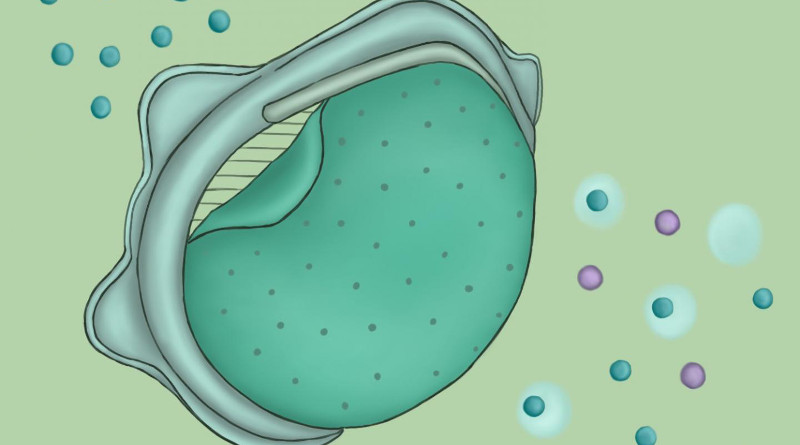 A replaceable nanoporous membrane, illustrated above, attached to an N95 mask filters out particles the size of SARS-CoV-2 (purple circles), allowing only clean air (blue circles) through. CREDIT: ACS Nano 2020, DOI: 10.1021/acsnano.0c03976