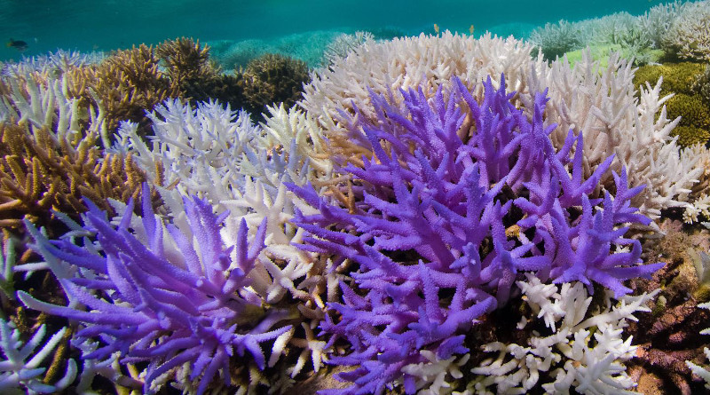 Acropora corals. Colourful bleaching in New Caledonia. CREDIT: The Ocean Agency/XL Catlin Seaview Survey