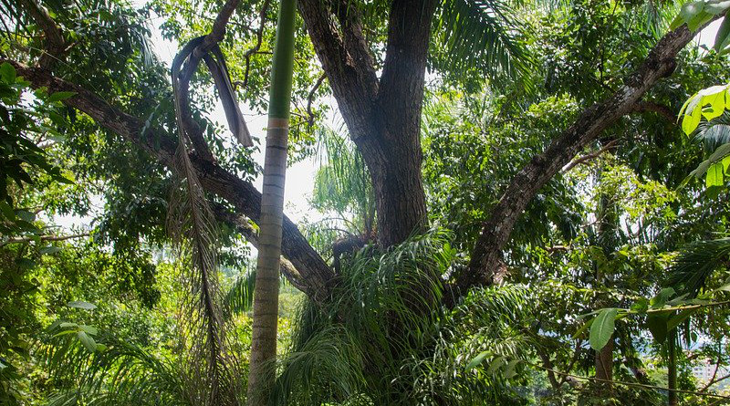 Tropical Forest Rainforest Panama Central America Jungle Nature