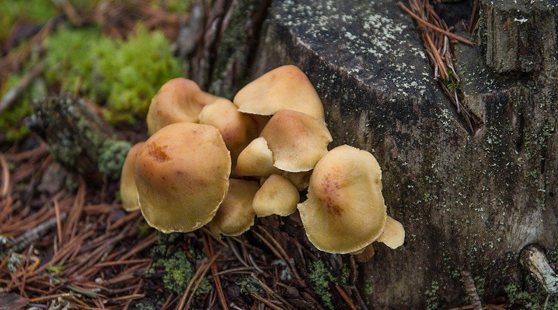 Forest Mushrooms Deadwood Foam Fall