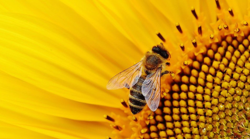 Sunflower Bees Summer Garden Blossom Bloom Yellow