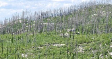 Trees Death Life After Death After Forest Fire