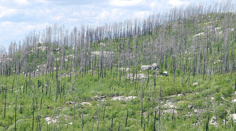 Trees Death Life After Death After Forest Fire