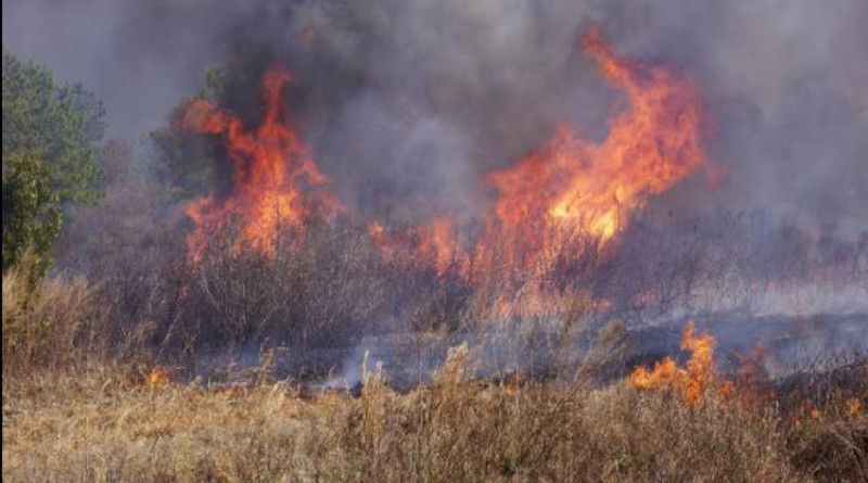 A proscribed burn at Pocosin Lakes National Wildlife Refuge. CREDIT: Curt Richardson, Duke University