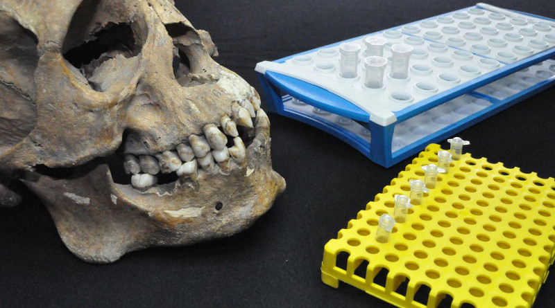 This image shows the skull of one of the individuals studied along with tubes for genetic and isotope testing. CREDIT Collection: San José de los Naturales, Post Graduate Studies Osteology Laboratory, Escuela Nacional de Antropología e Historia Photo: Rodrigo Barquera