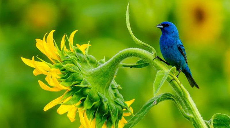 Neotropical migrants, such as this Indigo bunting (Passerina cyanea), have experienced massive population declines in recent years. Researcher Clark Rushing and colleagues at USGS wanted to know if climate change was responsible. CREDIT: Credit: Clark Rushing