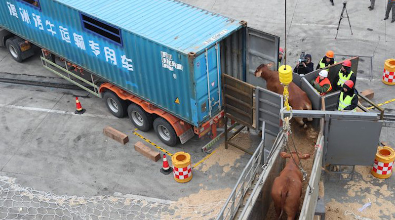 Beef cattle imported from Australia are being transported on to a truck in a port in east China's Zhejiang province. January 28, 2018. Source: East Asia Forum.