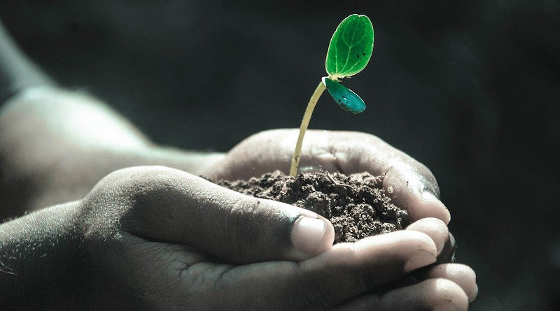 Hands Macro Plant Soil Grow Life Gray Life