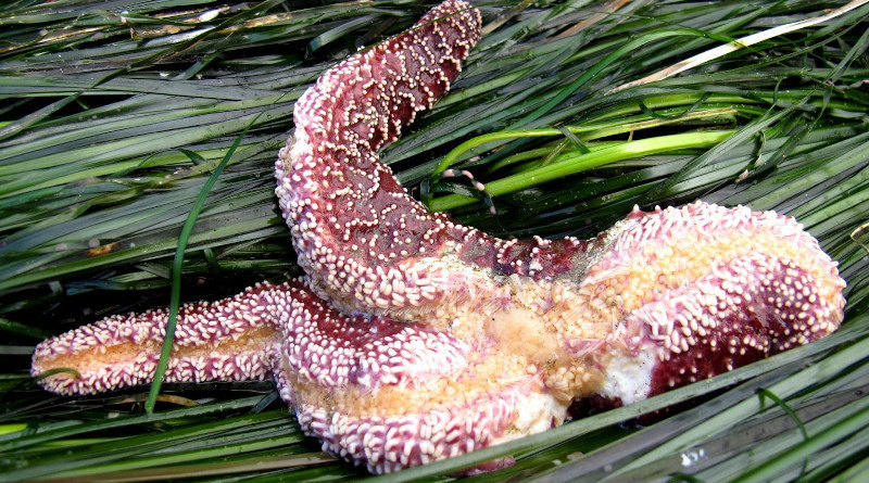 Sea star wasting disease, pictured here, is likely caused by the sea star associated densovirus. CREDIT: Oregon State Parks