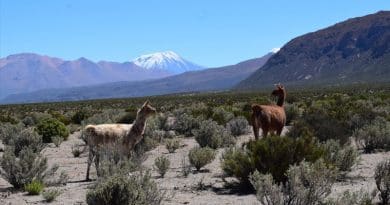 The llamas of the Andes’ high plateau are unaware of the enormous amount of magma below their hooves. Photo: Osvaldo González-Maurel