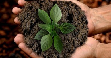 Earth Scion Leaf Sustainability Nature Plant