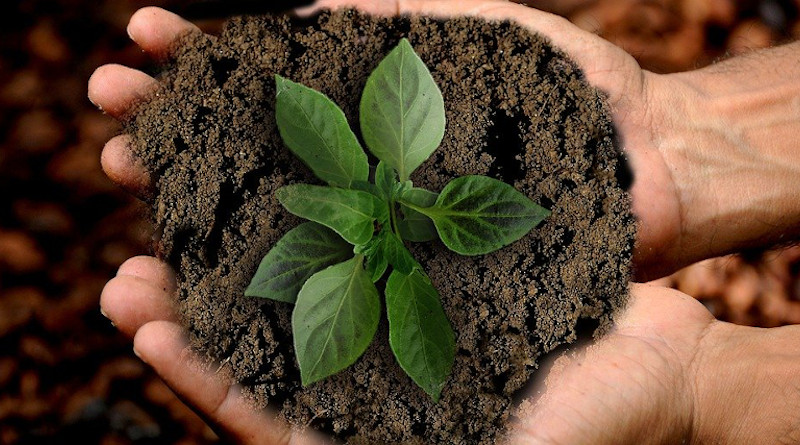 Earth Scion Leaf Sustainability Nature Plant