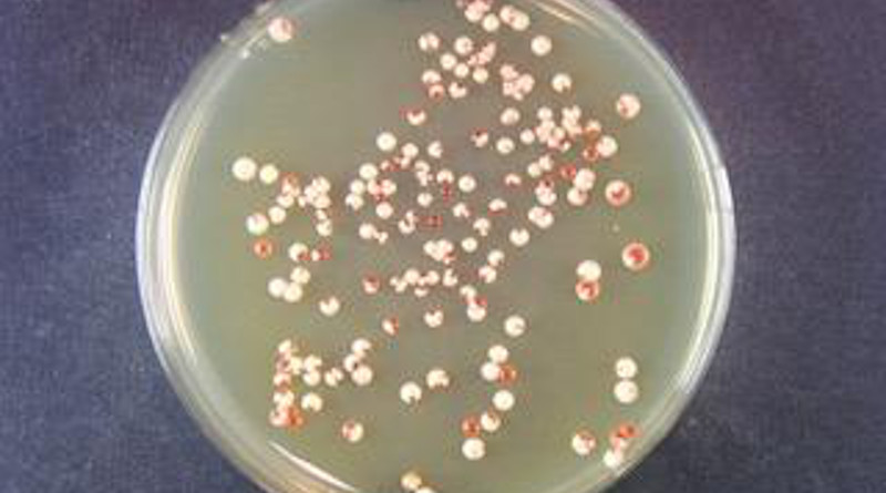 Yeast colonies with the prion in a shape with a larger nucleation seed (white) than can be cured (red). CREDIT UMass Amherst/Serio lab