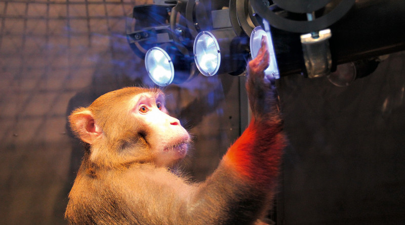A rhesus monkey (Macaca mulatta) learning to touch targets that are distributed in the “Reach Cage”. The combination of video-based movement analyses and wireless brain recordings allow scientists to study the planning and execution of complex movement patterns towards targets beyond immediate reach. Photo: Michael Berger