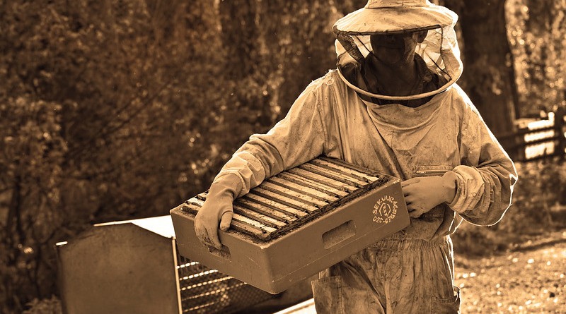 Man Beekeeper Beekeeping Apiarist Beehive