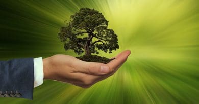 Sustainability Hand Keep Tree Energy Globe