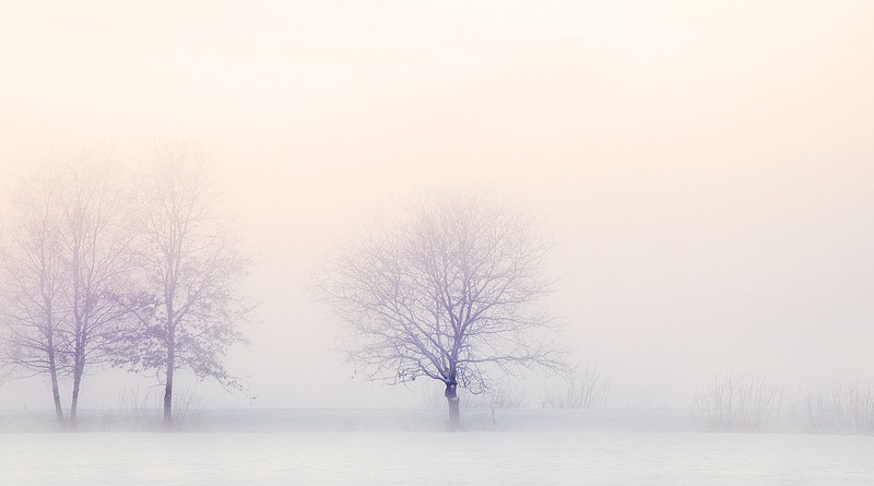 Winter Landscape Trees Snow Nature Snowy Tree