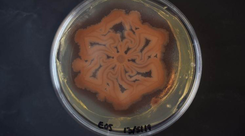 A bacterial biofilm patterned using MeniFluidics. Credit: University of Warwick