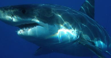 Great White Shark Shark Jaws Fish Dangerous