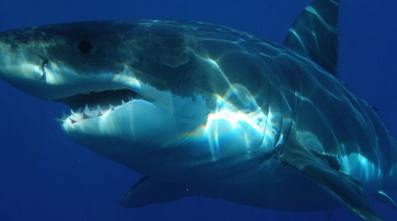 Great White Shark Shark Jaws Fish Dangerous