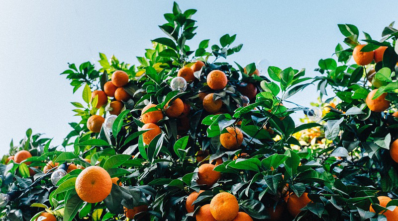 Tangerines Tree Satsuma Orange Citrus Fruit Color